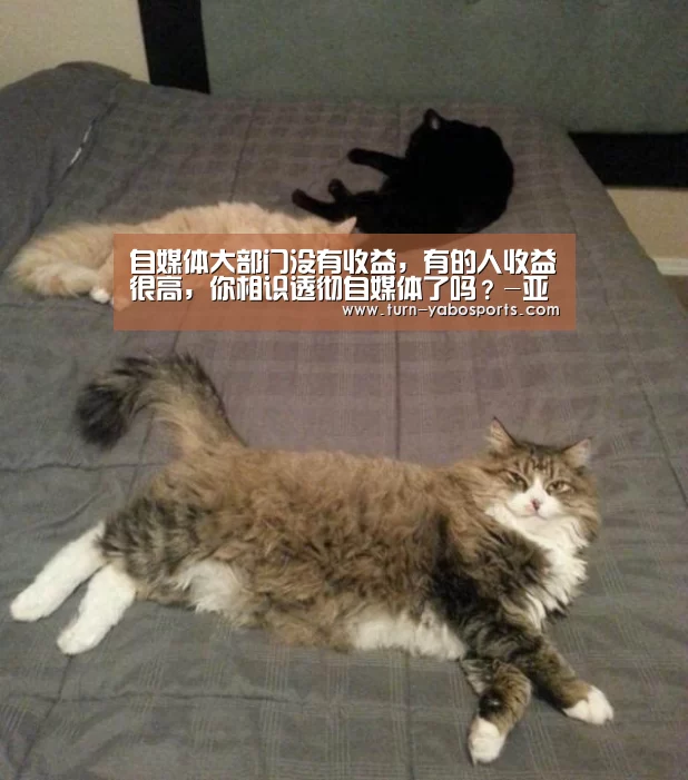 自媒体大部门没有收益,有的人收益很高,你相识透彻自媒体了吗?-亚博(图3) 亚博